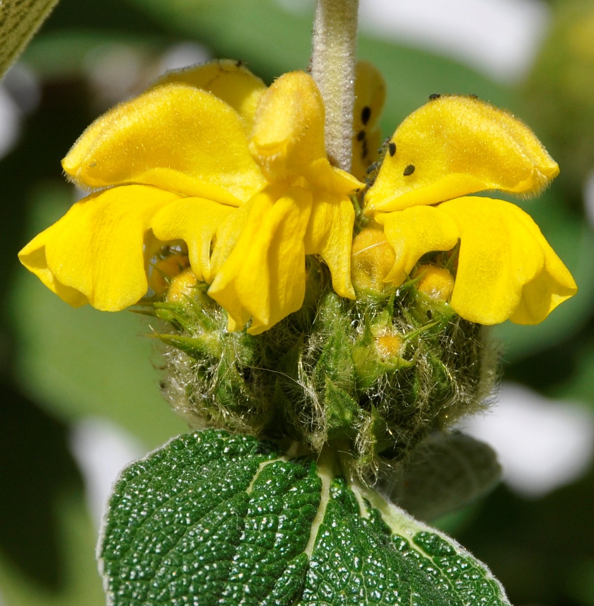 Image of Phlomis lunariifolia specimen.