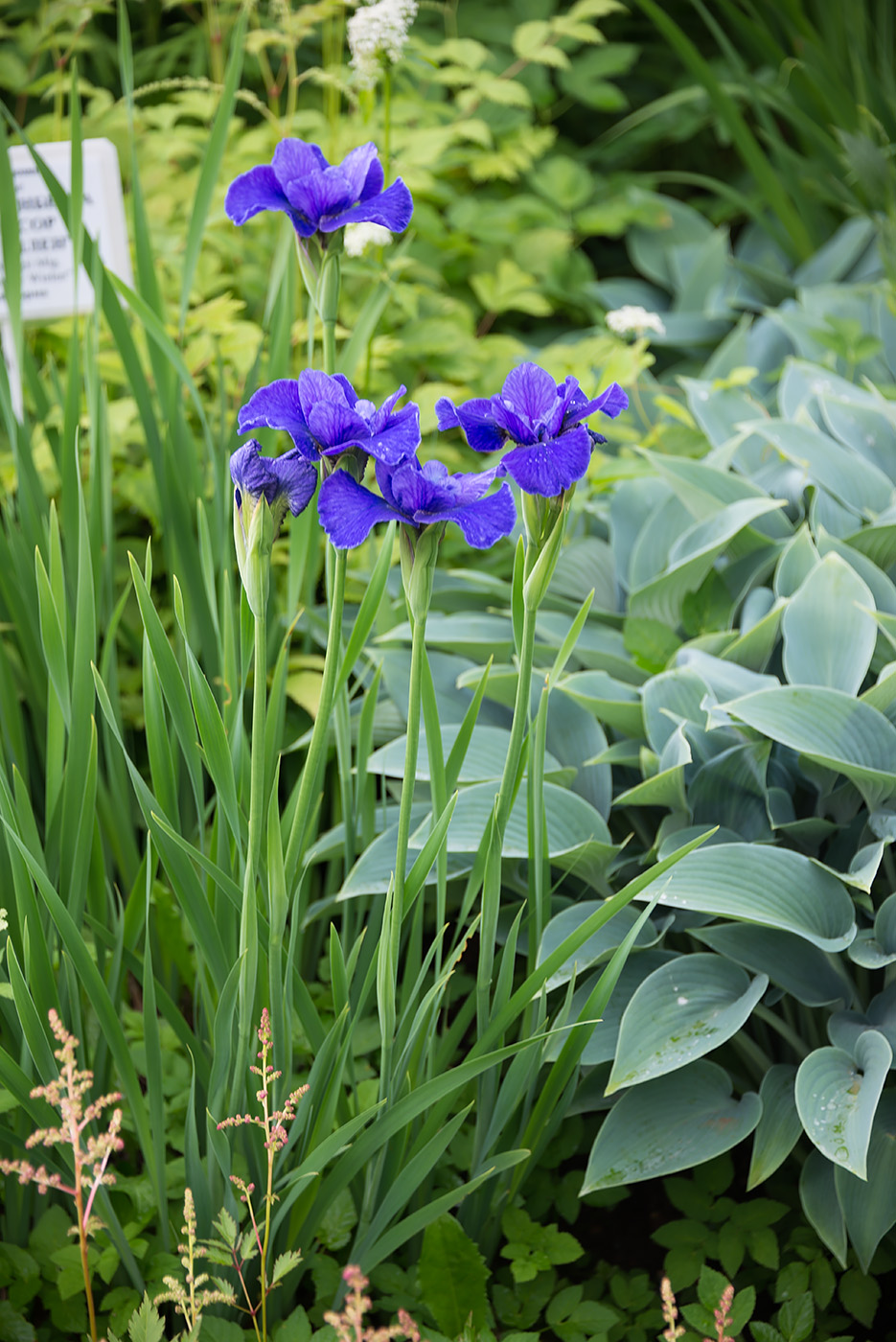 Image of genus Iris specimen.