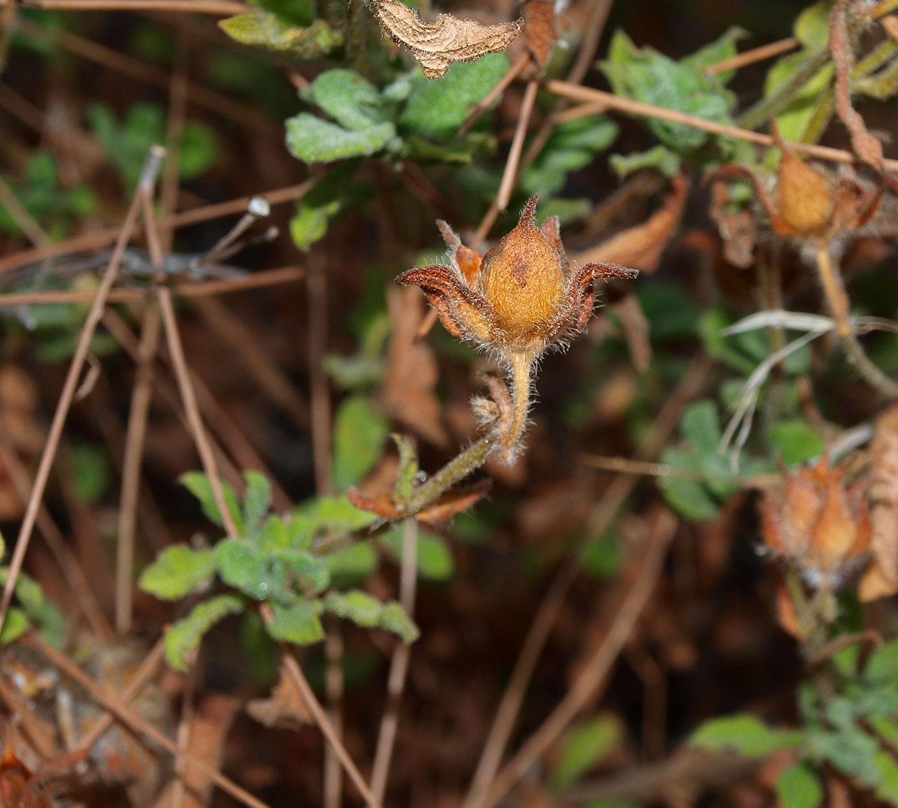 Изображение особи Cistus salviifolius.