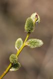 Salix caprea