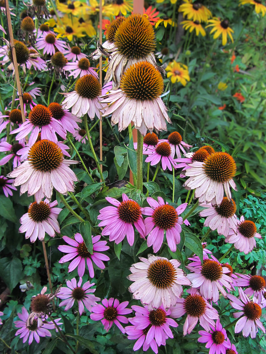 Image of Echinacea purpurea specimen.