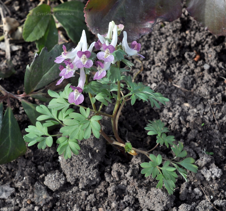 Изображение особи Corydalis &times; allenii.