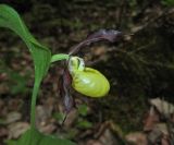 Cypripedium calceolus. Цветок. Крым, Бахчисарайский р-н, окр. с. Соколиное, лиственный лес. 25 мая 2019 г.