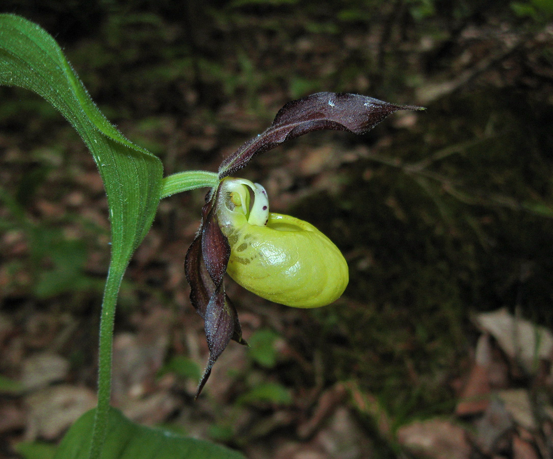 Image of Cypripedium calceolus specimen.