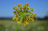 Pastinaca pimpinellifolia