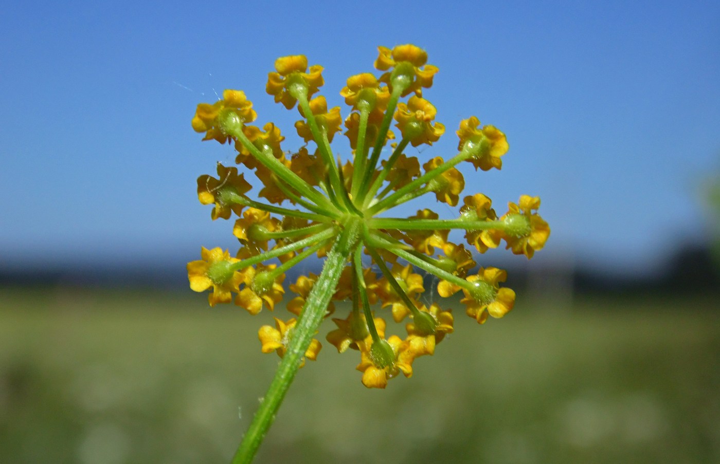 Image of Pastinaca pimpinellifolia specimen.