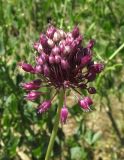 Allium atroviolaceum