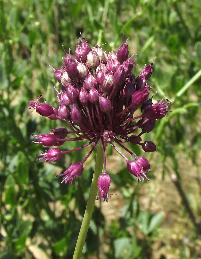 Image of Allium atroviolaceum specimen.