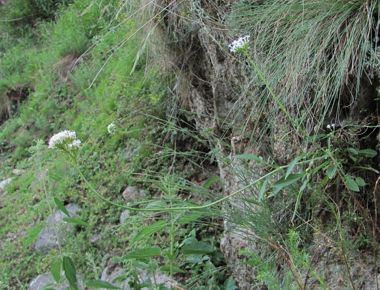 Image of Valeriana cardamines specimen.