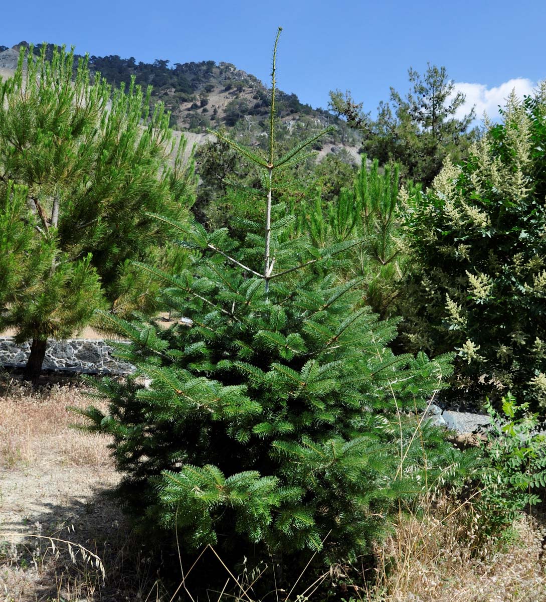 Image of Abies cilicica specimen.