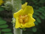 Verbascum gnaphalodes. Цветок. Южный берег Крыма, река Учан-Су, на краю дачного пос. в окр. Куйбышево. 27.07.2019.