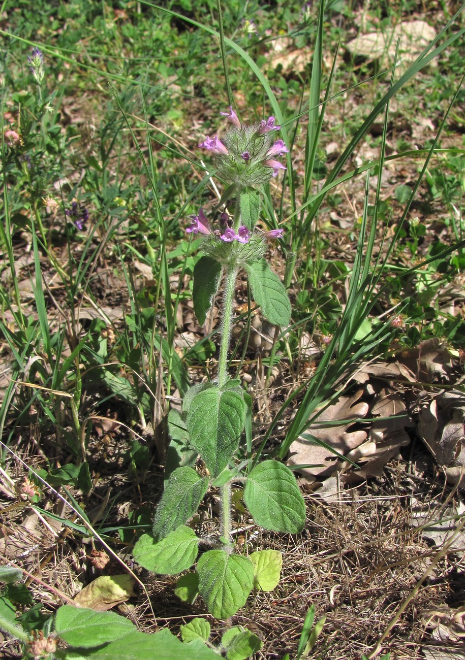 Изображение особи Clinopodium vulgare.