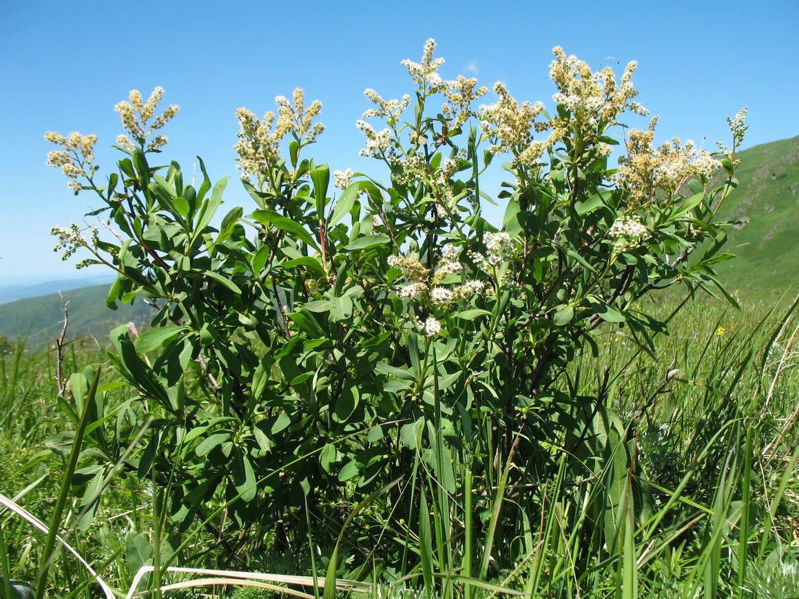 Image of Sibiraea altaiensis specimen.