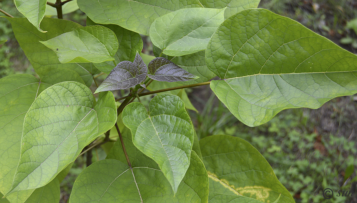 Image of Catalpa bignonioides specimen.
