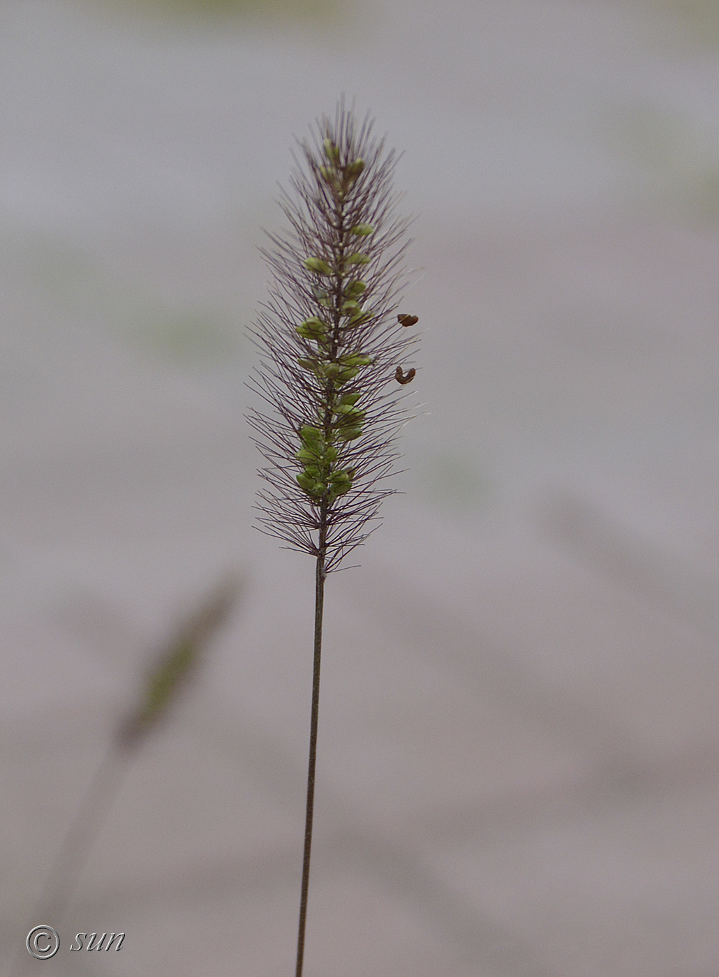 Изображение особи Setaria viridis.