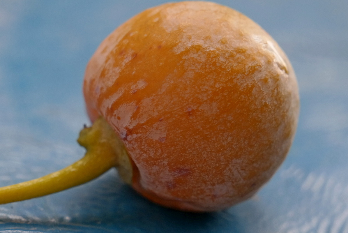 Image of Ginkgo biloba specimen.