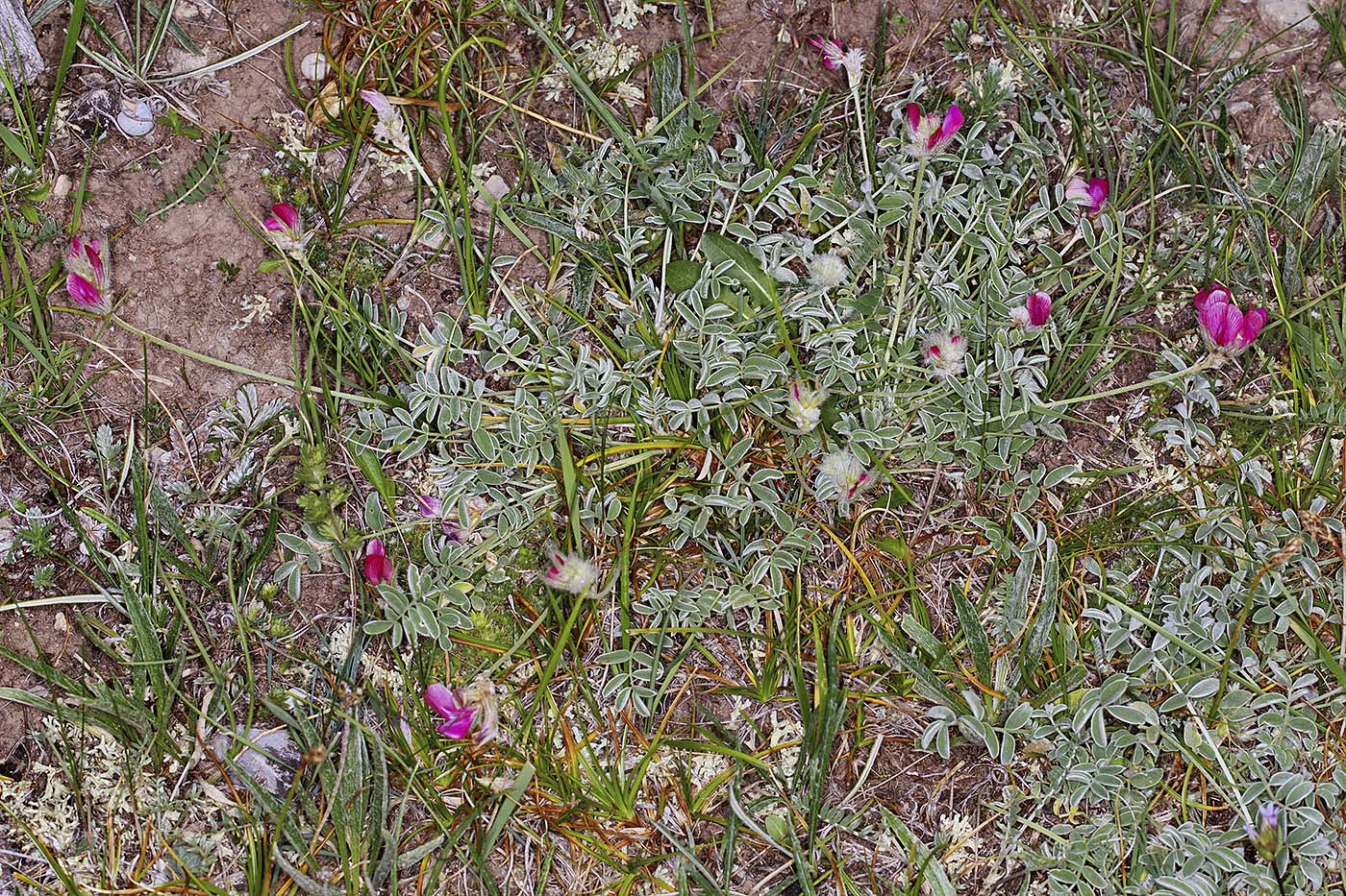 Image of genus Hedysarum specimen.