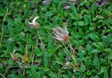 Dryas octopetala. Плодоносящие растения. Башкирия, Белорецкий р-н, гора Большой Иремель, ≈ 1500 м н.у.м., каменистый склон. 30.07.2019.