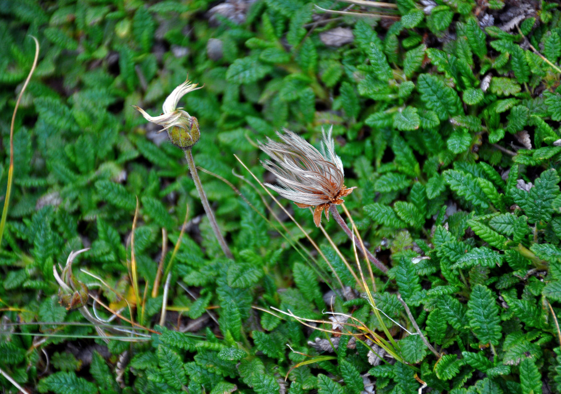 Image of Dryas octopetala specimen.