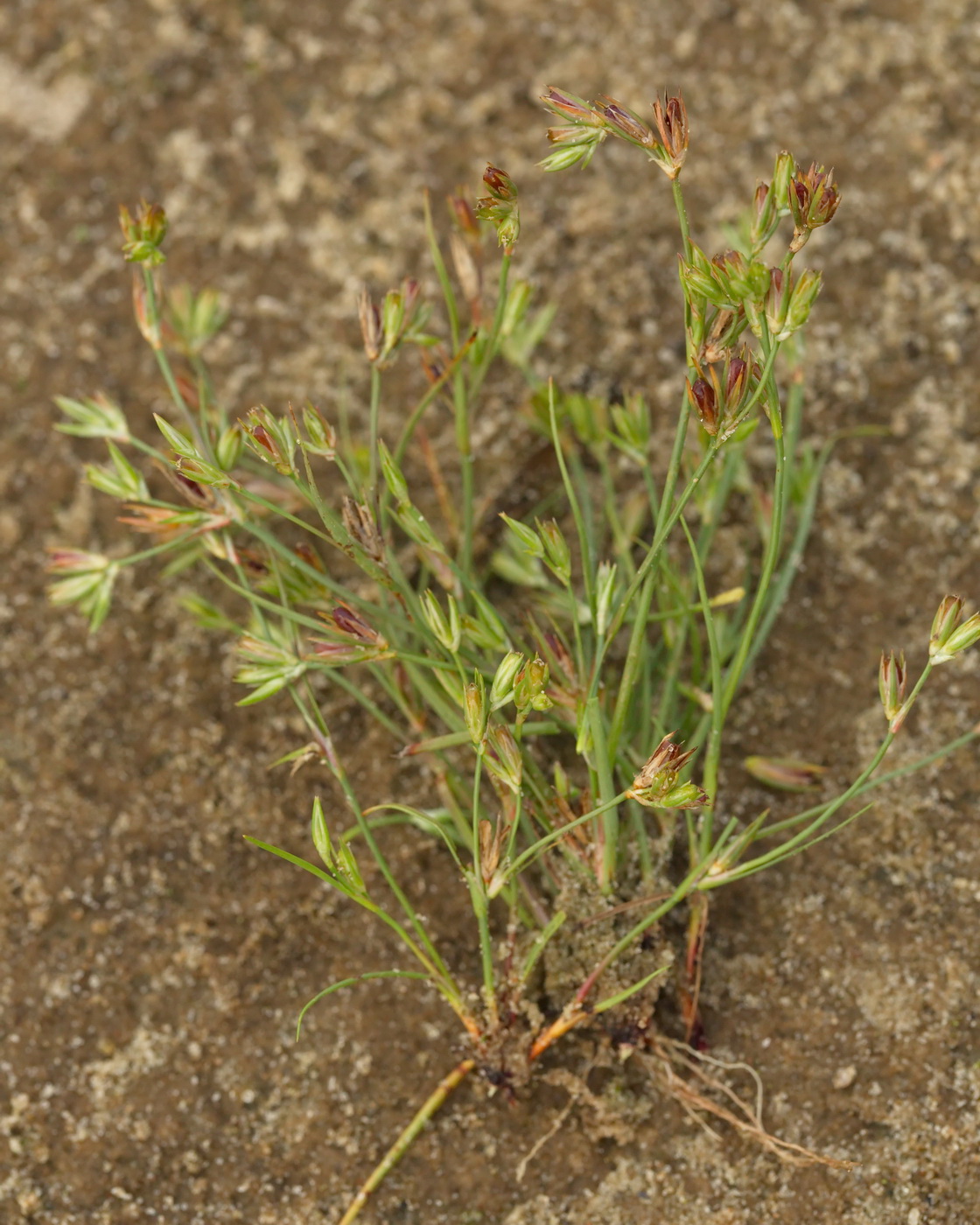 Изображение особи Juncus nastanthus.