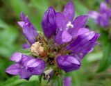 Campanula glomerata