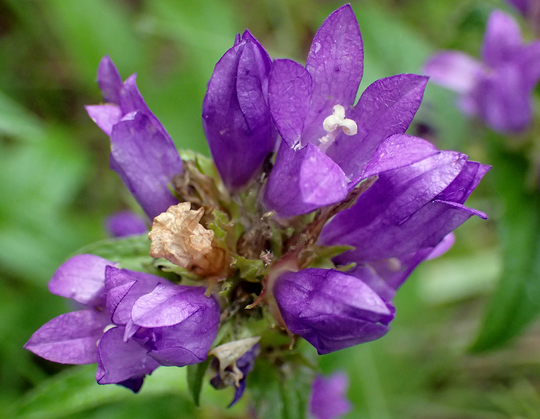 Изображение особи Campanula glomerata.