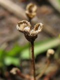 Cicendia filiformis. Раскрывшимйся плод. Нидерланды, провинция Drenthe, национальный парк Drentsche Aa, заказник Eexterveld, участок с нарушенным травяным покровом. 9 августа 2008 г.