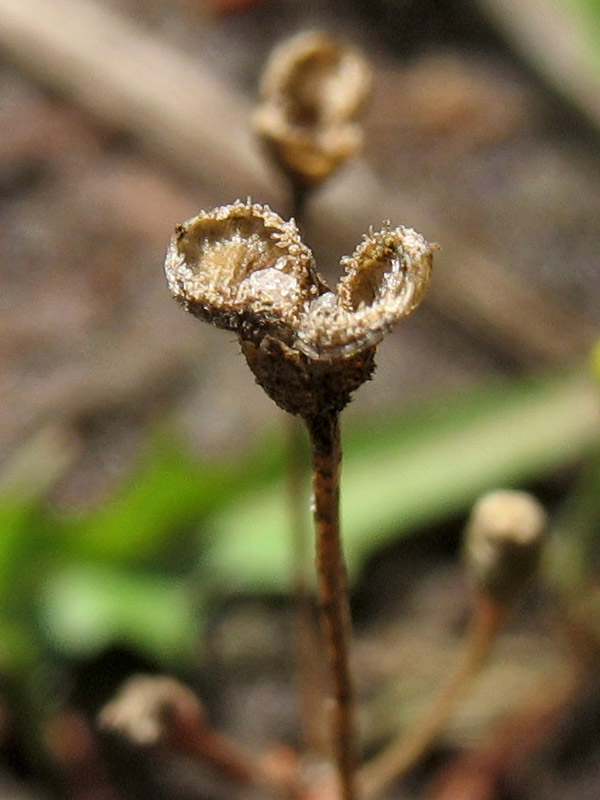 Image of Cicendia filiformis specimen.