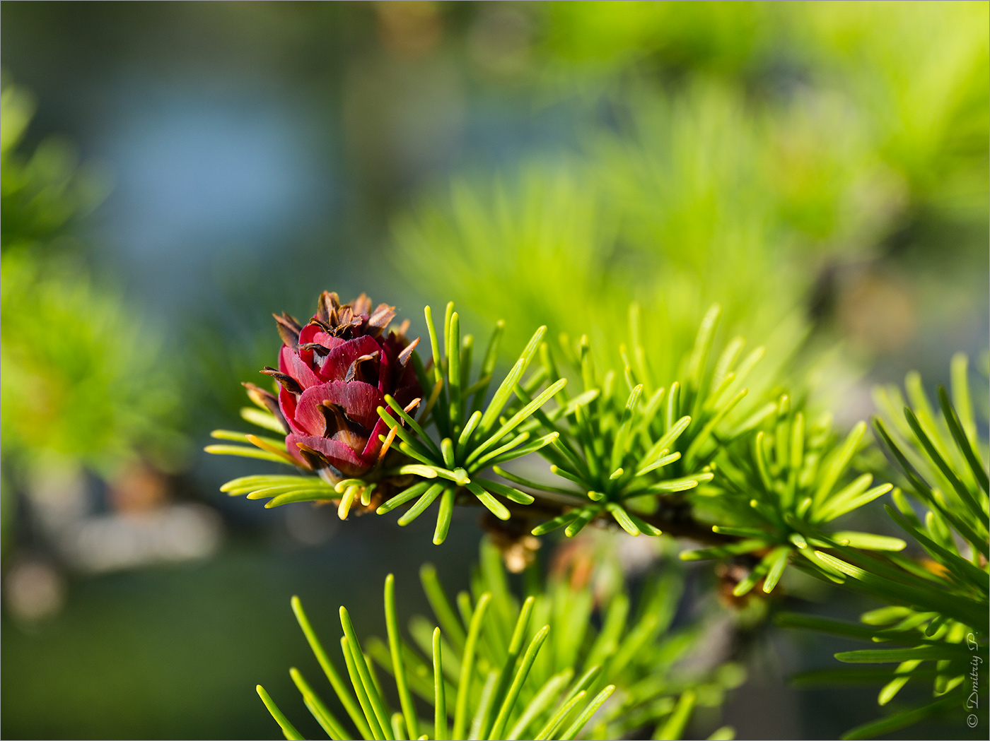 Изображение особи Larix &times; czekanowskii.