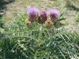 Cynara scolymus