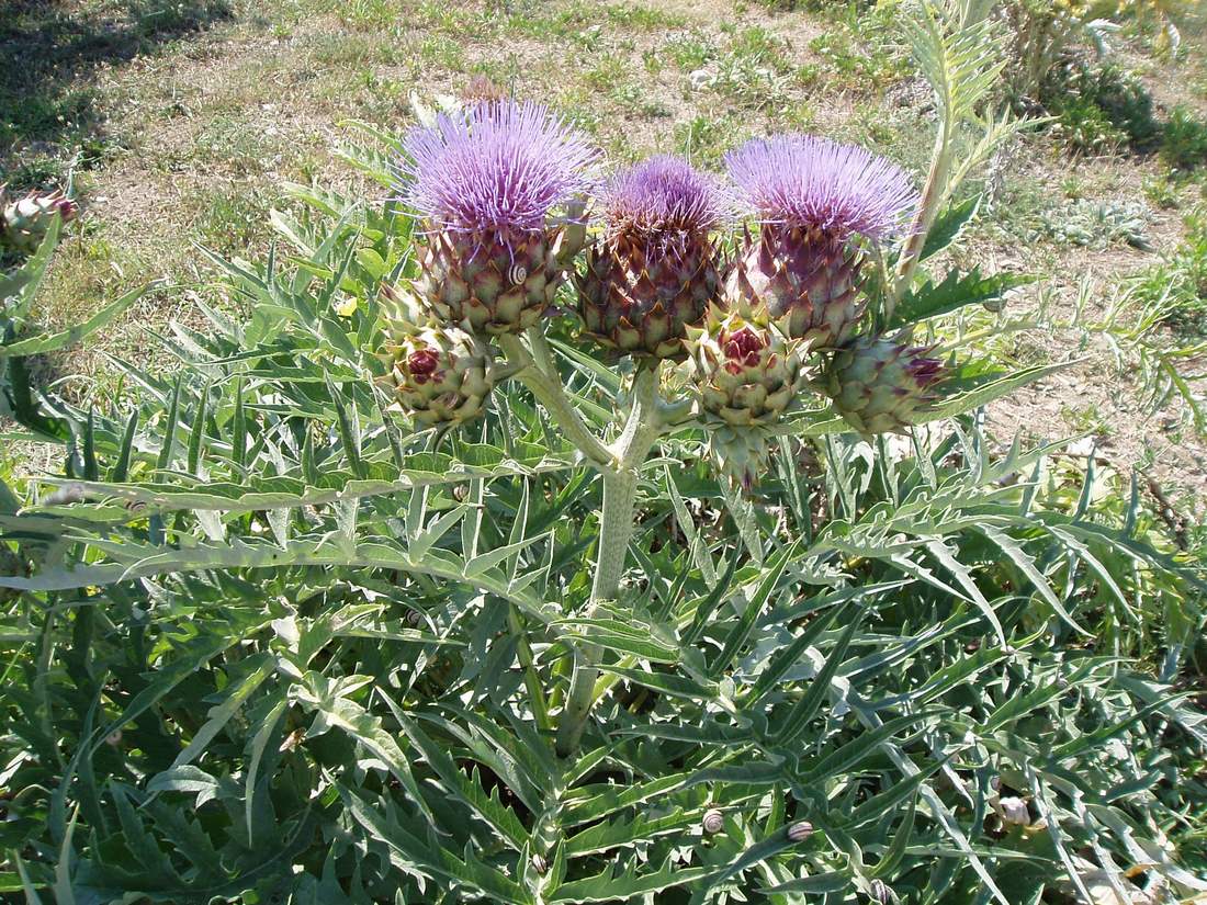 Image of Cynara scolymus specimen.