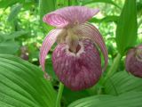 Cypripedium macranthos