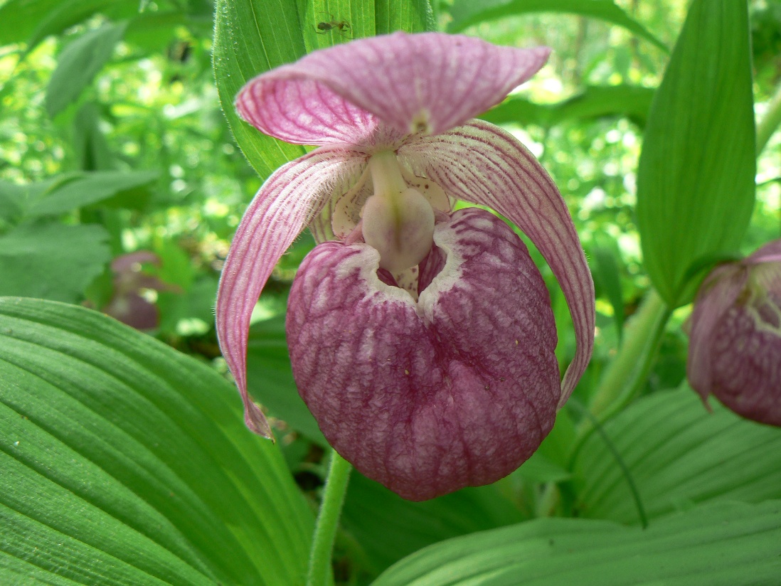 Image of Cypripedium macranthos specimen.