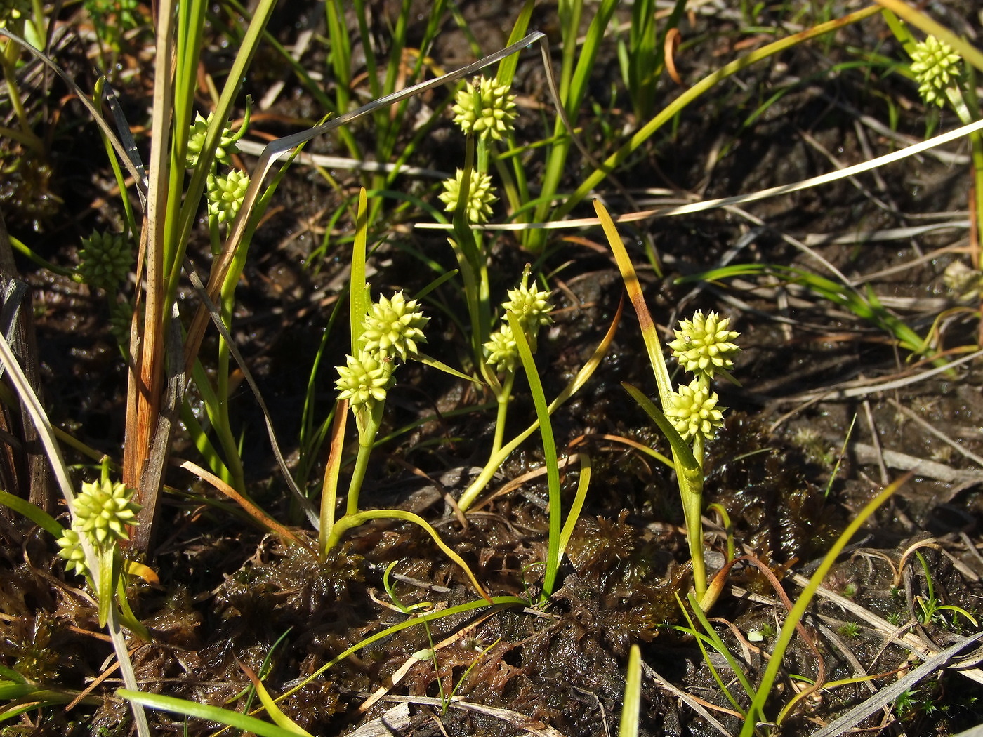 Изображение особи Sparganium hyperboreum.