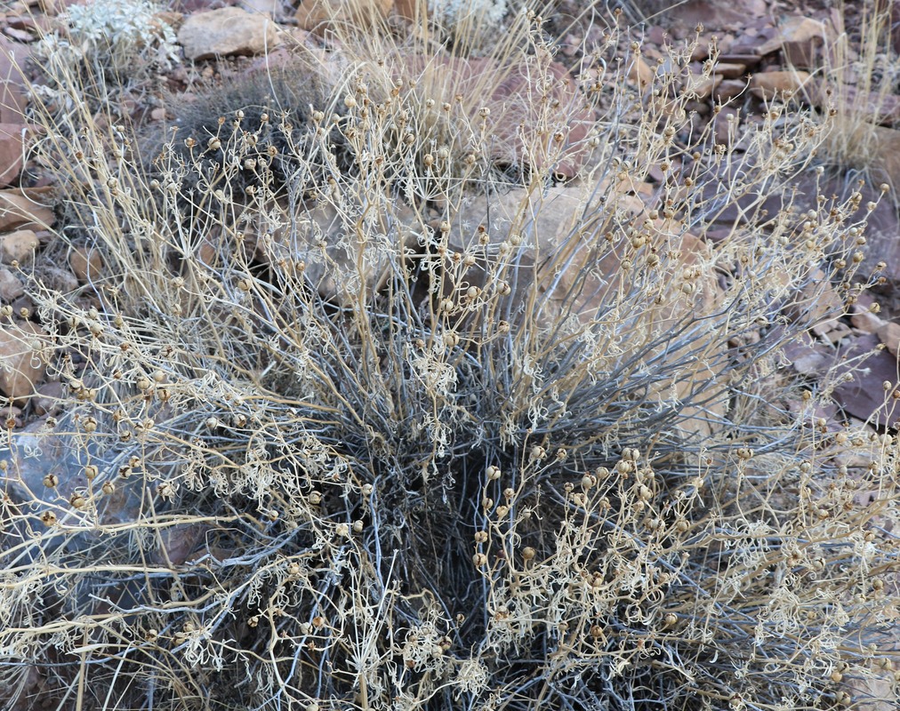 Image of Peganum harmala specimen.