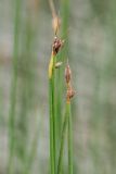 genus Schoenoplectus