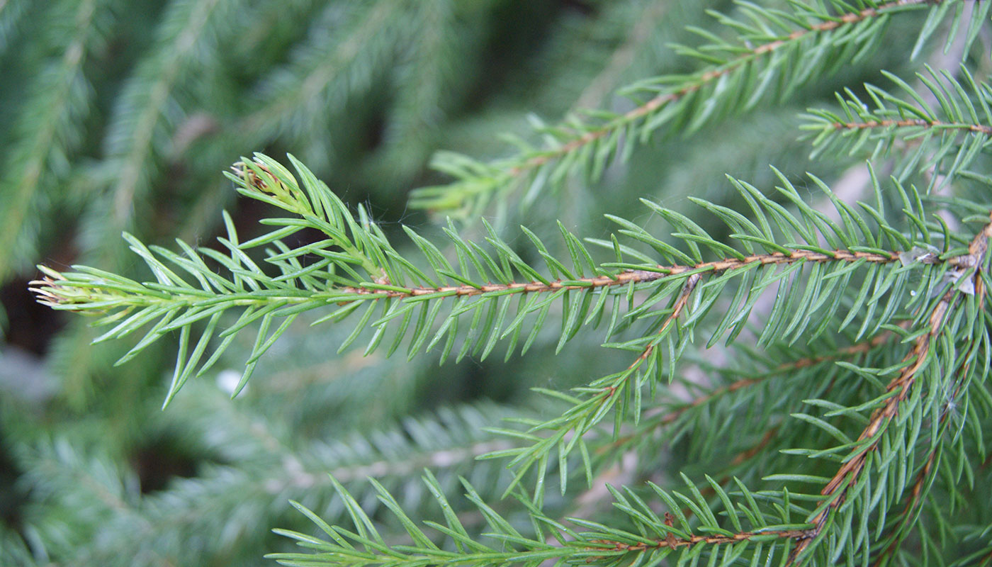 Изображение особи Picea abies.