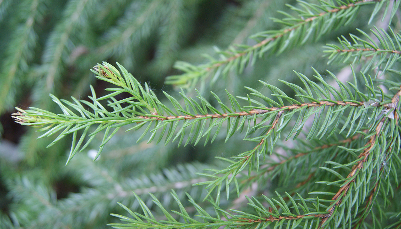 Image of Picea abies specimen.