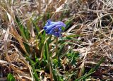 Corydalis pauciflora. Соцветие. Алтай, Кош-Агачский р-н, долина р. Аккаллу-Озек, ≈ 2500 м н.у.м., горная тундра. 17.06.2019.