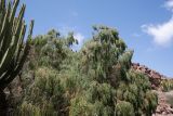 Plocama pendula