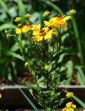 Helenium autumnale