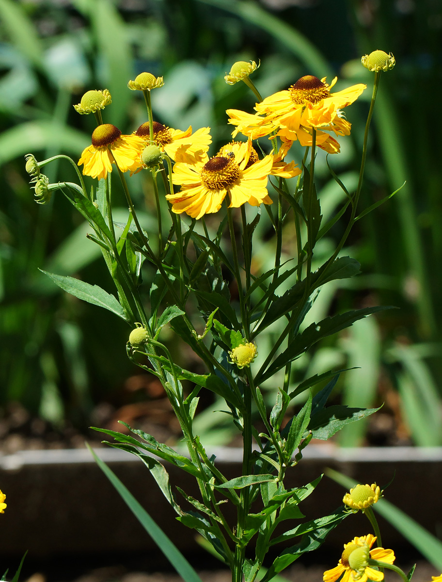 Image of Helenium autumnale specimen.