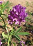 Medicago sativa. Часть растения с соцветием. Архангельская обл., Вельский р-н, окр. г. Вельск, у дороги. 11 июля 2010 г.