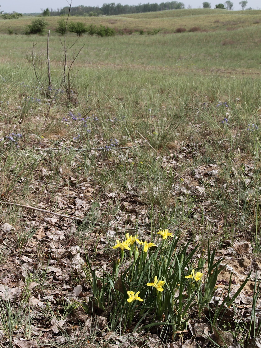 Image of Iris arenaria specimen.