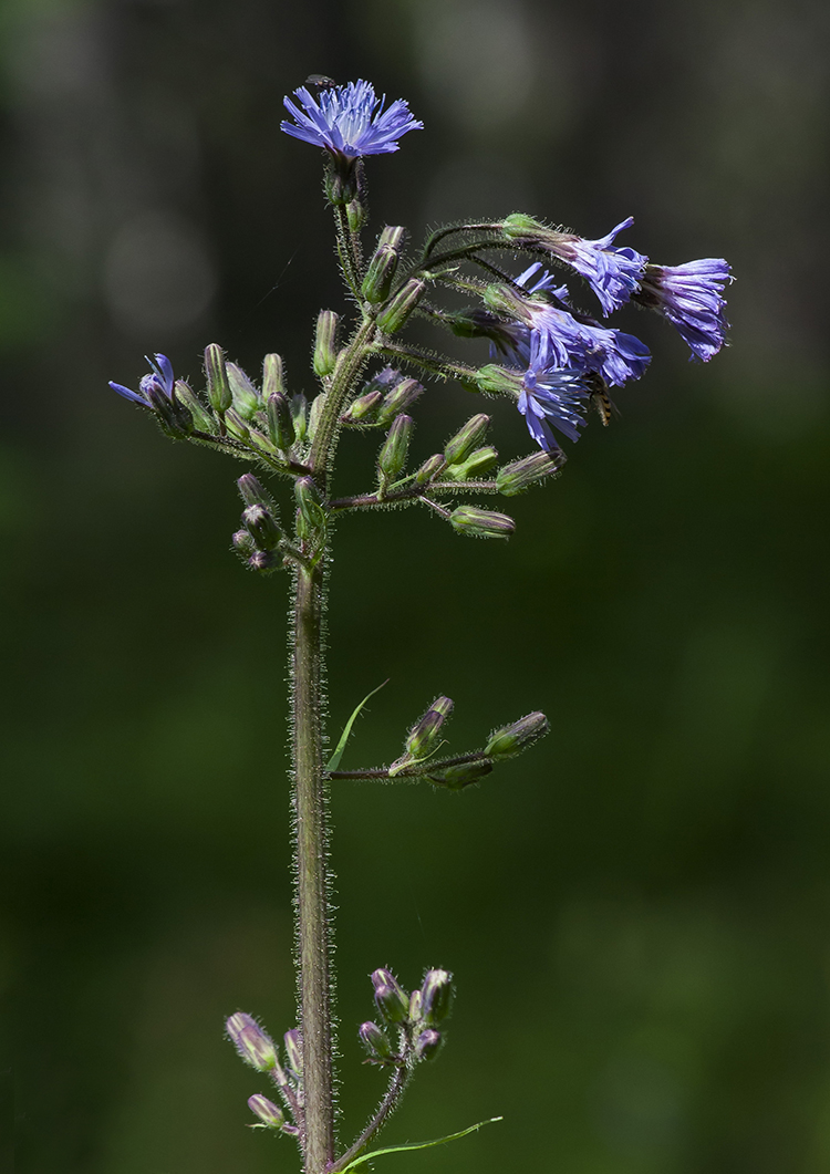 Image of Cicerbita alpina specimen.