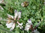 Astragalus alpinus