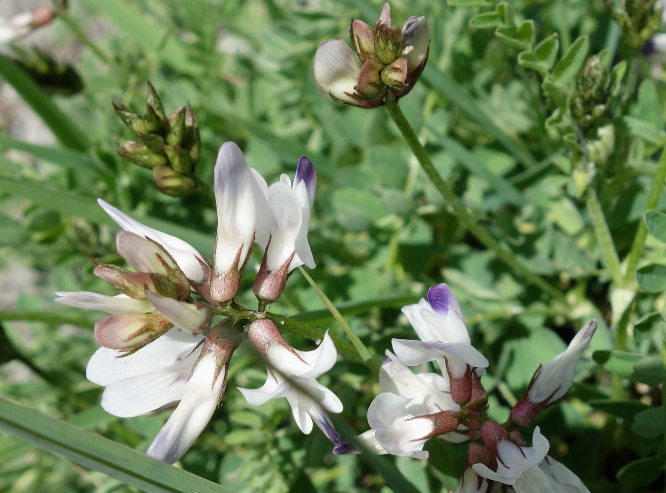 Изображение особи Astragalus alpinus.