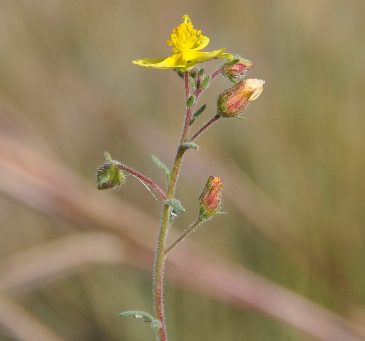 Image of Fumana thymifolia specimen.