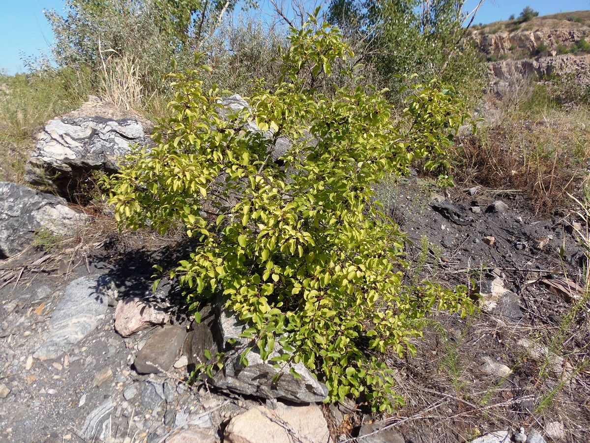 Image of Rhamnus cathartica specimen.