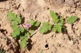 Erodium neuradifolium. Цветущее растение. Израиль, окр. г. Арад, опустыненная фригана на ровной возвышенной каменистой поверхности. 05.03.2020.